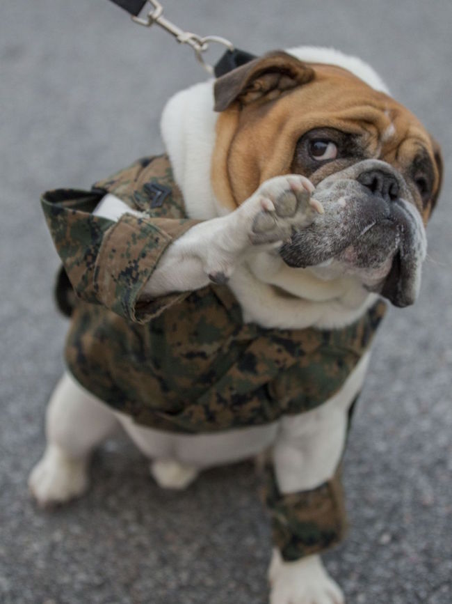 Parris Island’s mascot, Cpl. Legend, salutes officers of Mike Company, 3rd Recruit Training Battalion, and November Company, 4th Recruit Training Battalion, during the motivational run. | Military Times >>